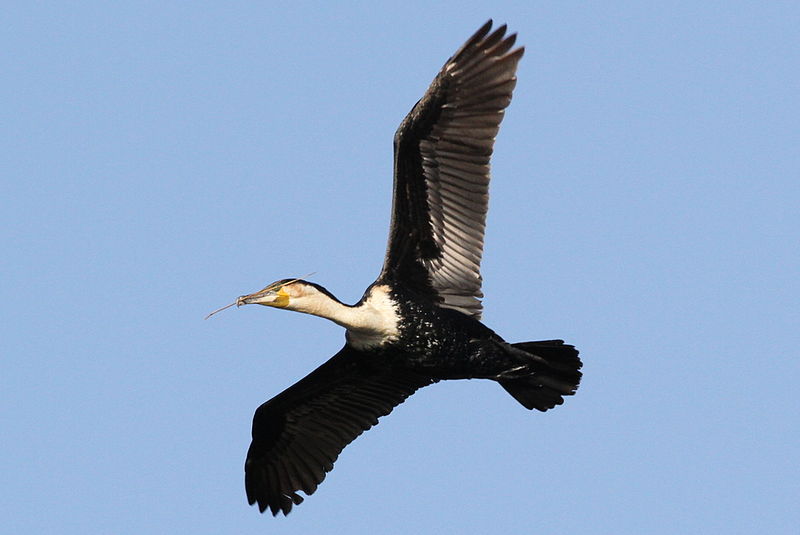 File:White breasted cormorant, Phalacrocorax lucidus, at Roodeplaat Nature Reserve (9108175489).jpg