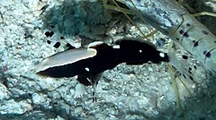 Description de l'image Whitecap shrimp goby (Lotilia graciliosa) and Red spot snapping shrimp (Alpheus rubromaculatus) (36478025080) (cropped).jpg.