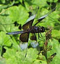 Miniatura per Libellula luctuosa