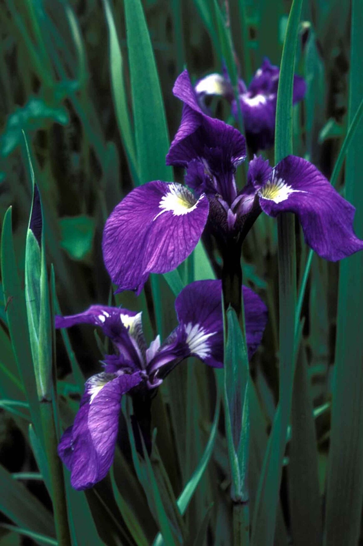 Wild Iris, The