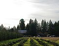 w:William Case Farm on Case Road on the w:French Prairie in Oregon.