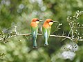 Chestnut-headed bee-eater