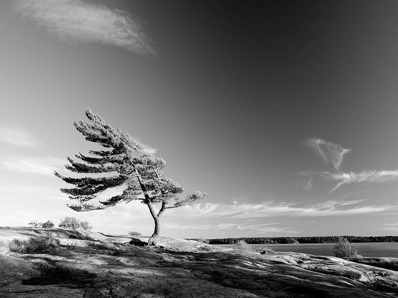 File:Wind Tree Clouds.jpg