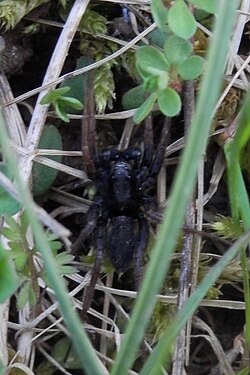 Wolf Spider (Lycosidae)