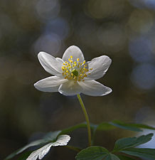 "Wood_Anemone_(3507776905).jpg" by User:File Upload Bot (Magnus Manske)