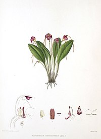 Masdevallia hieroglyphica