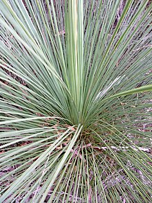 Xanthorrhoea Ku-ring-gai Chase Ulusal Parkı5.JPG