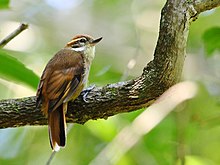 Xenops minutus - prostý xenops; Státní park Restinga de Bertioga, São Paulo, Brazílie.jpg