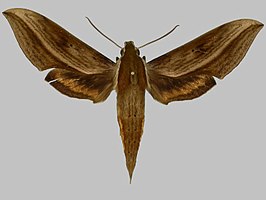 Xylophanes damocrita