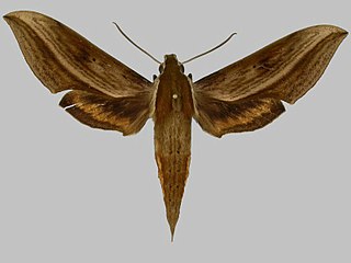 <i>Xylophanes damocrita</i> Species of moth