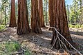 * Nomination Mariposa Grove of Giant Sequoias in Yosemite National Park, California, USA --XRay 03:41, 29 October 2022 (UTC) * Promotion  Support Good quality.--Agnes Monkelbaan 04:14, 29 October 2022 (UTC)