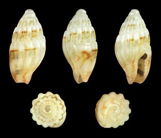 <i>Zafra troglodytes</i> Species of gastropod