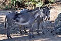 Zebras at the Brevard Zoo.jpg