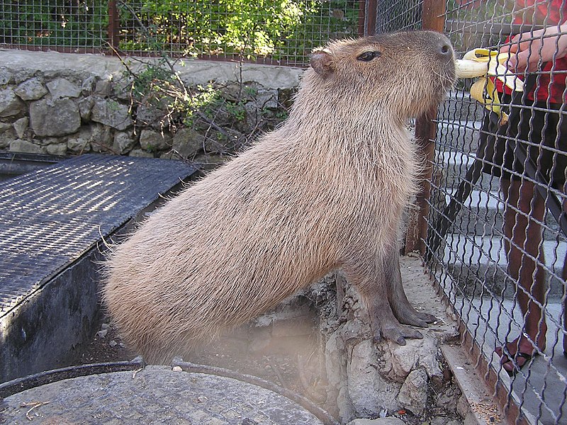 File:Zoo in Yalta 007.jpg