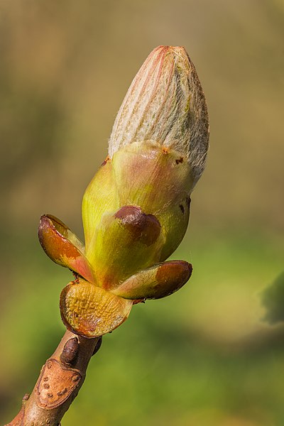 File:Zwellende bladknop van een paardenkastanje (Aesculus) 24-03-2022. (d.j.b).jpg