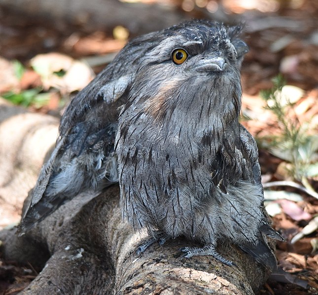 File:(1)Tawny frogmouth-1.jpg