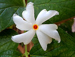 (Nyctanthes arbor-tristis) flower at Madhurawada 02.JPG