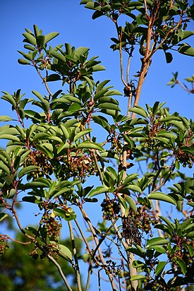 Αγριοκουμαριά (Arbutus andrachne) σε περίοδο καρποφορίας, Νήσος Σαμοθράκη, Θράκη