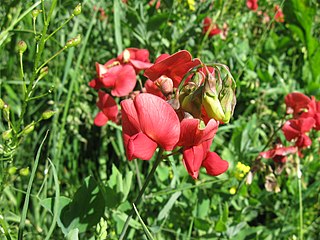 <i>Lathyrus rotundifolius</i> Species of flowering plant