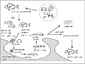 تصغير للنسخة بتاريخ 09:47، 3 مايو 2016