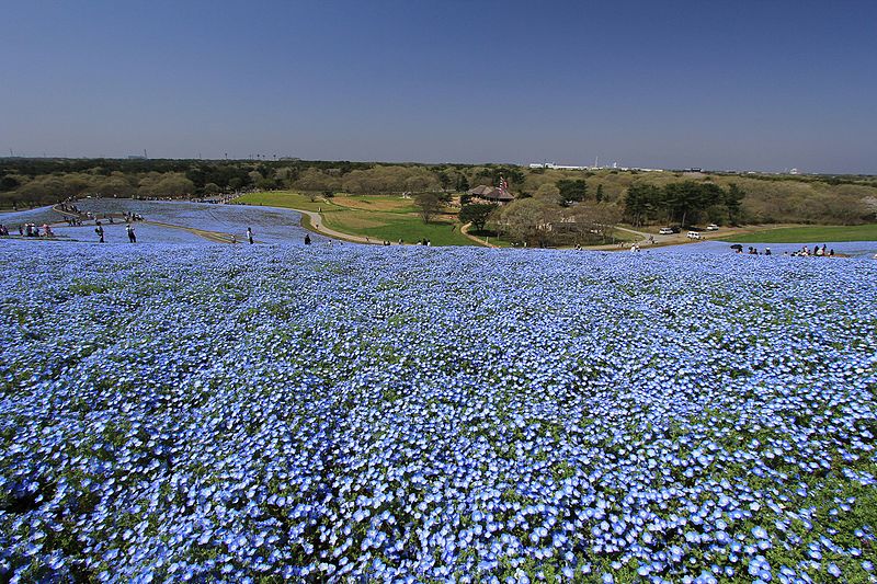 File:ひたち海浜公園 - panoramio (55).jpg