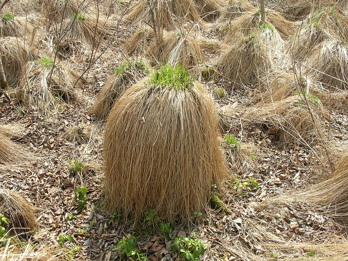 File やちぼうず Tussock Panoramio Jpg Wikimedia Commons