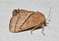 - 4679 – Natada nasoni – Nason's Slug Moth (35735125562).jpg