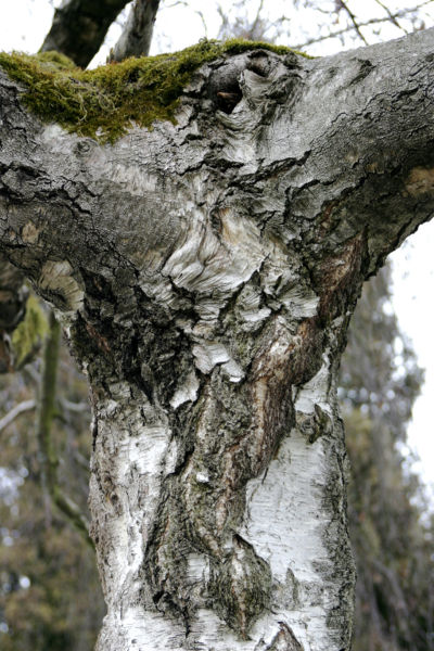 File:- Betula nigra – Bark -.jpg