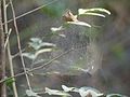 ... spider web (4263096302).jpg