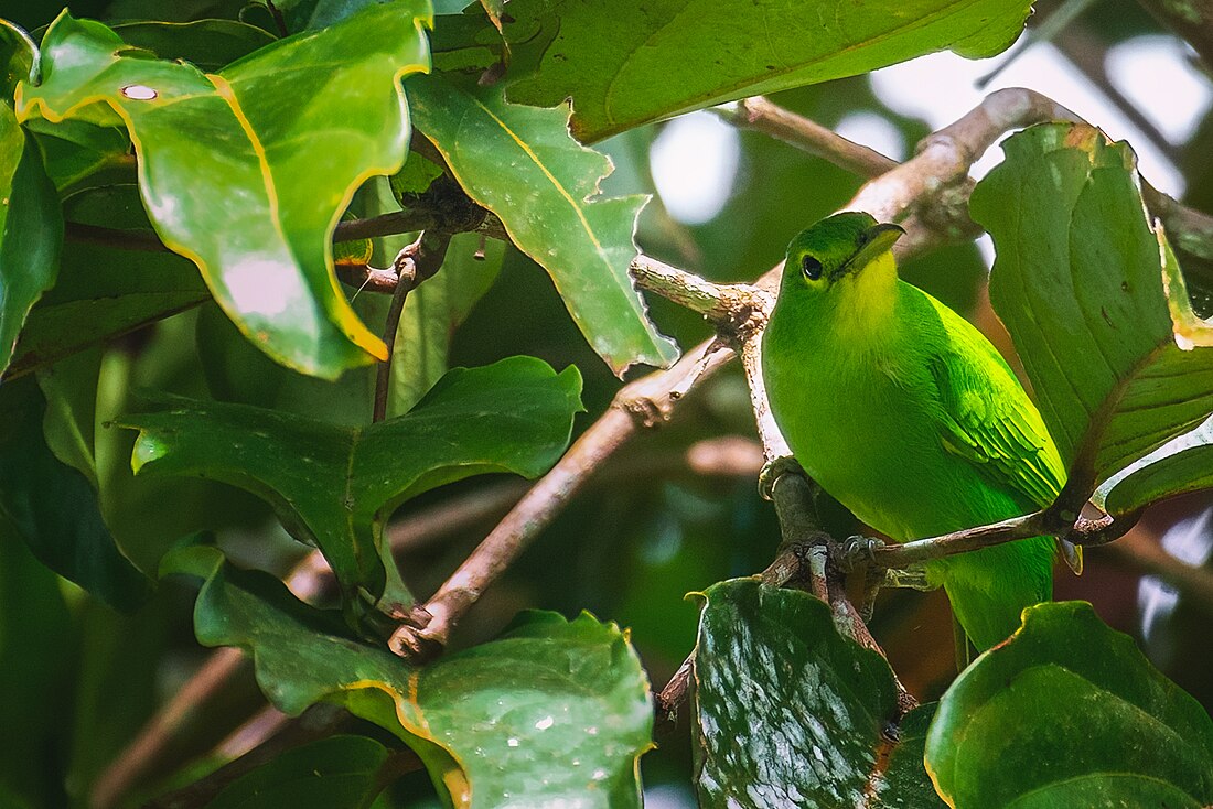 Philippine leafbird