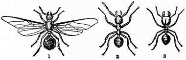 1911 Britannica-Ant-Foraging Ants.png