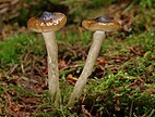 Olivbrauner Schneckling („Hygrophorus olivaceoalbus“)