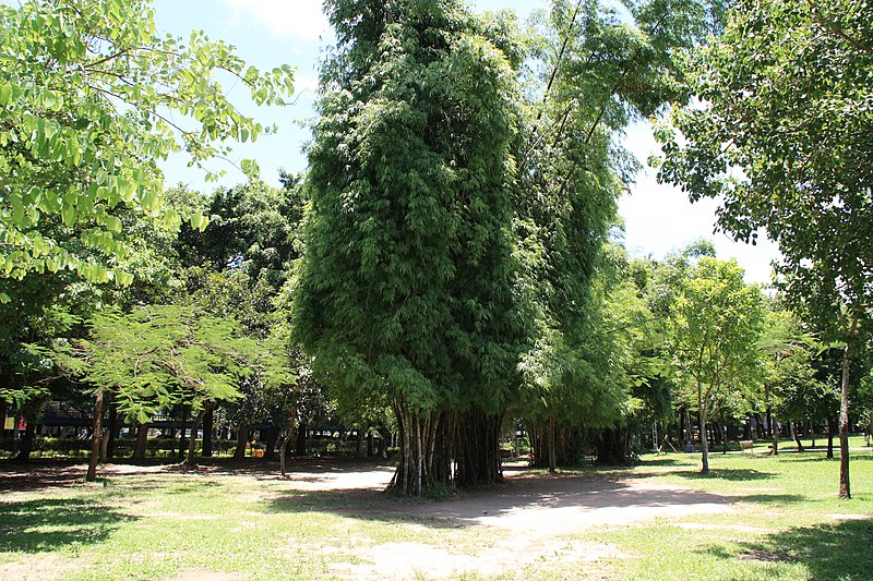 File:2010 07 21070 6744 Da'an District, Taipei, Daan Park, Taiwan, Plants.JPG