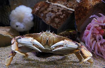 Dungeness crab on exhibit