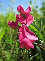 Lathyrus tuberosus (Knollen-Platterbse)