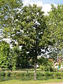 wikimedia_commons=File:20130830Catalpa bignonioides1.jpg