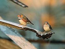 2014-08-19 Zebra Finch, Sumba, Nusa Tenggara Timur, Indonesia 1.jpg