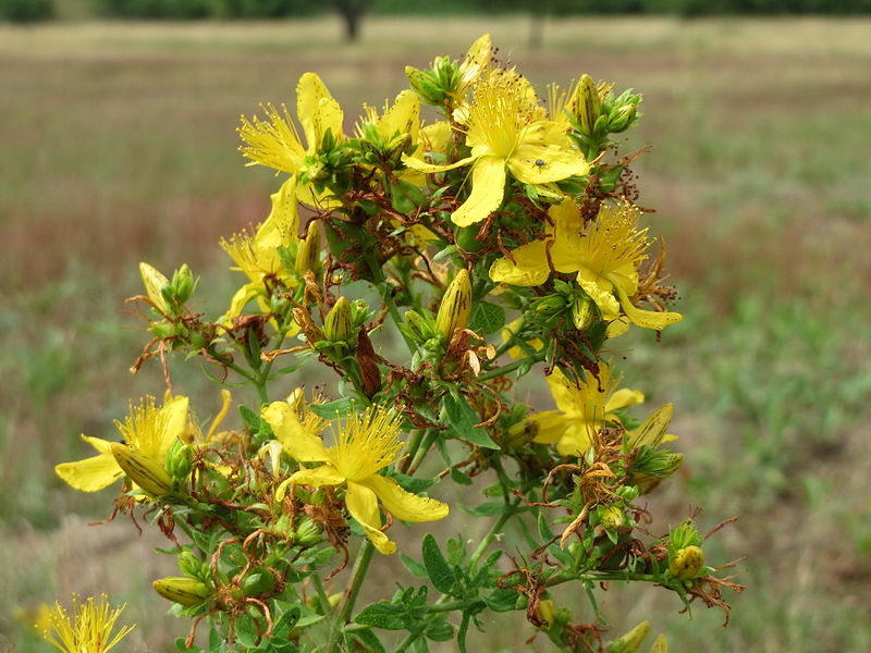 File:20150628Hypericum perforatum2.jpg