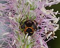 Südliche Glanz-Krabbenspinne - Synema globosum, Weibchen