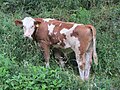 * Nomination: Cow at Haltgraben in Frankenfels, Austria.--GT1976 08:51, 8 July 2018 (UTC) * Review Is it really a cow? -- Spurzem 10:50, 8 July 2018 (UTC) Seems like a bull.--Agnes Monkelbaan 15:23, 8 July 2018 (UTC) OK, i renamed it, thank you.--GT1976 08:02, 9 July 2018 (UTC)