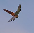 Turmfalke - Falco tinnunculus, im Flug