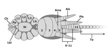 Ventral structures of Chimerarachne yingi
1-12: Opisthosomal segment 1-12
Als: Anterior lateral spinneret
Ams: Anterior median spinneret
Ch: Chelicera
L1-4: Coxae of leg 1-4
Lbi: Labium
Pp: Coxa of pedipalp
Pls: Posterior lateral spinneret
St: Prosomal sternite
Te: Telson/Flagellum 20200831 Chimerarachne yingi vental.png