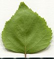 * Nomination Betula. Leaf abaxial side. --Knopik-som 07:53, 12 June 2021 (UTC) * Promotion  Support Good quality. --Aristeas 08:00, 12 June 2021 (UTC)