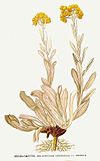 27 Helichrysum arenarium.jpg