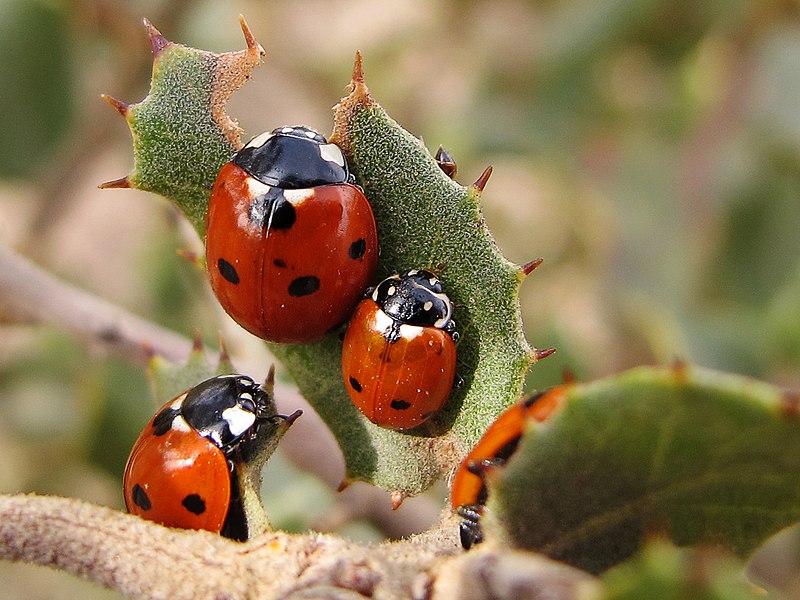 File:2 especies de Coccinellidae (16116203510).jpg