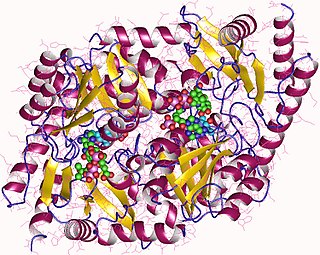 Aminolevulinic acid synthase Class of enzymes