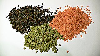 Lentils (Lens culinaris)