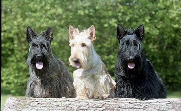 Scottish Terriers in three colours