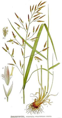 Festuca pratensis.