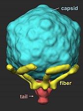 Colored microphotography of a T7 virion with its six tail fibers that are folded back against its capsid. The fibers extend as the virus locates a suitable host. 51639 web T7 microphotography colored.jpg